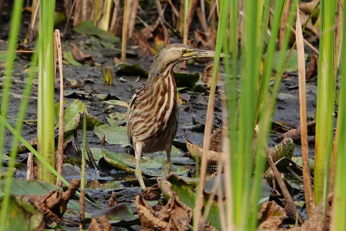 American Bittern - ML623965784