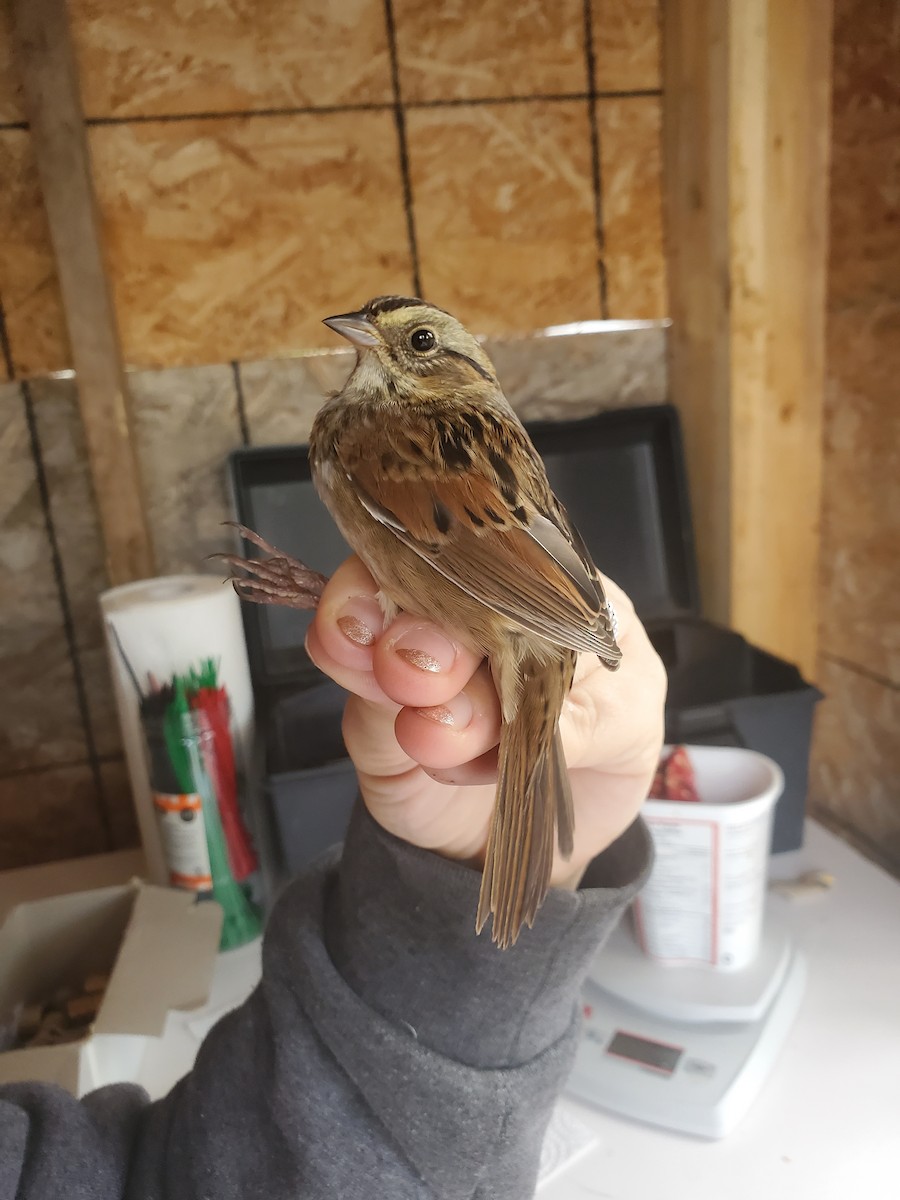 Swamp Sparrow - ML623965812