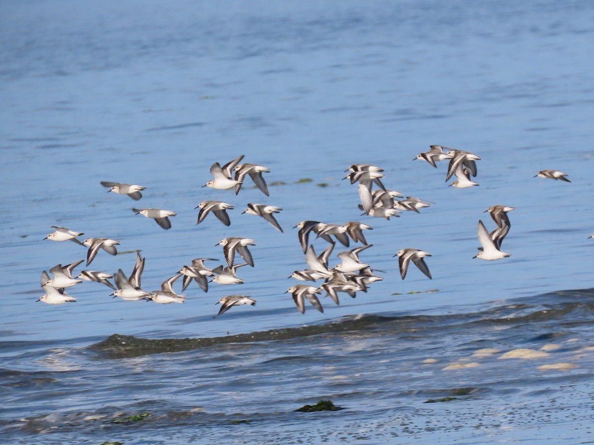 Sanderling - ML623965817