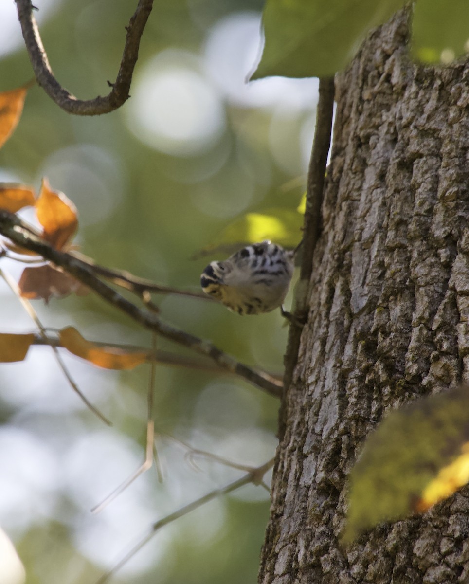 Black-and-white Warbler - ML623965824