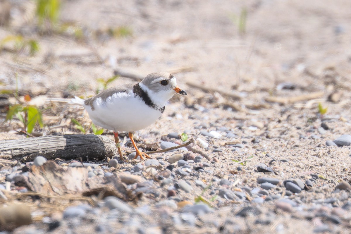 Piping Plover - ML623965825