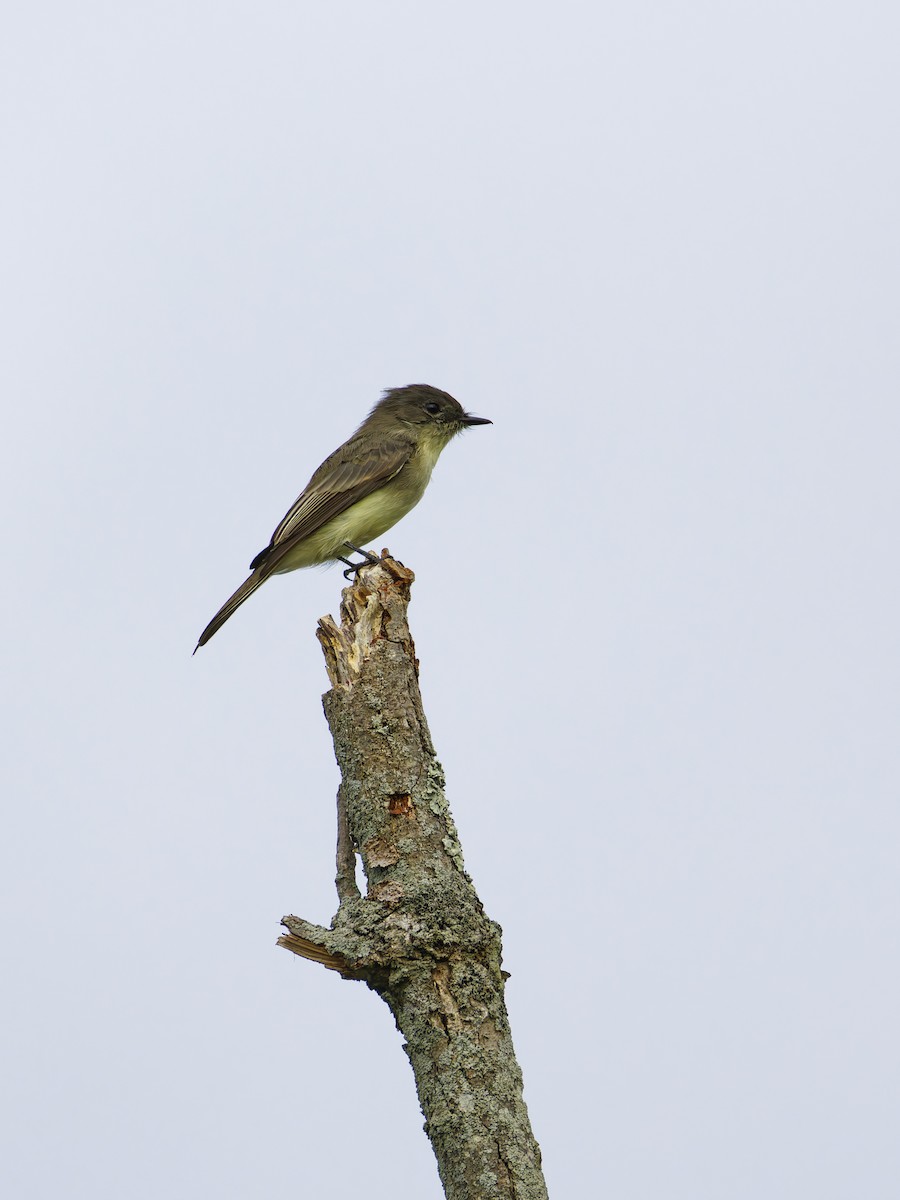 Eastern Phoebe - ML623965827