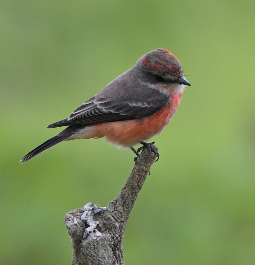 Vermilion Flycatcher - ML623965828