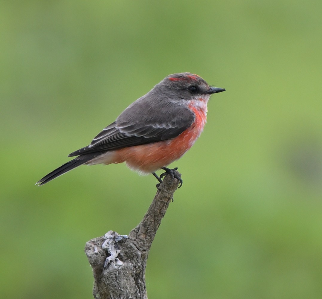 Vermilion Flycatcher - ML623965829