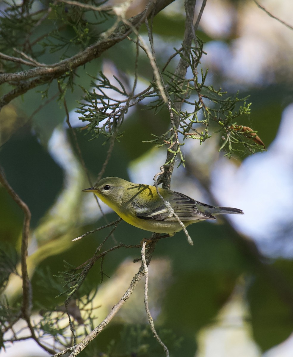 Northern Parula - ML623965836