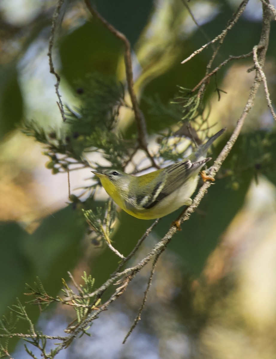 Northern Parula - ML623965837