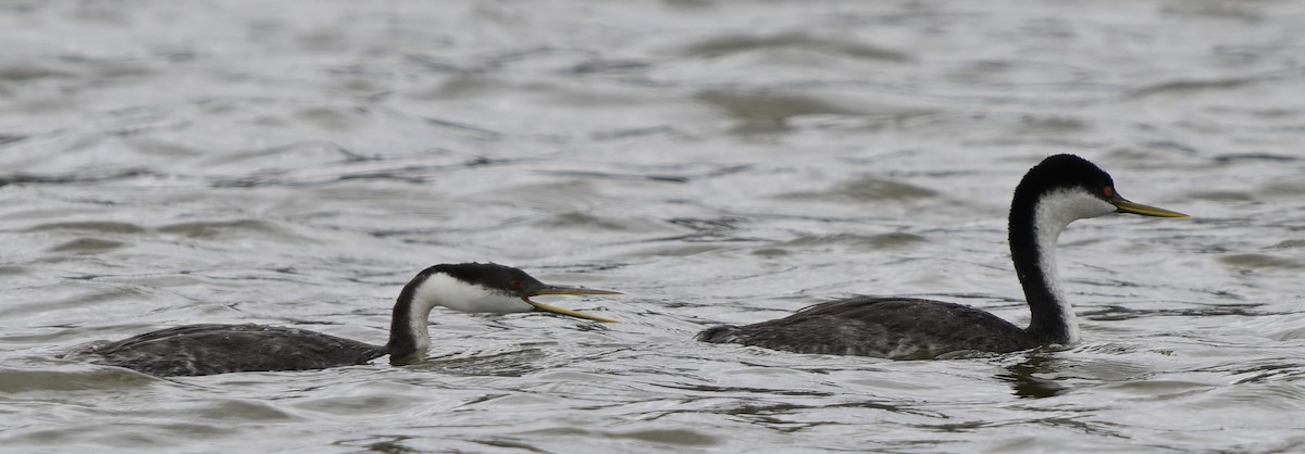 Western Grebe - ML623965841