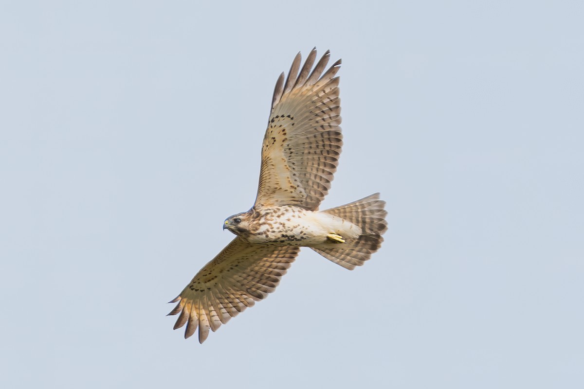 Red-shouldered Hawk - ML623965844