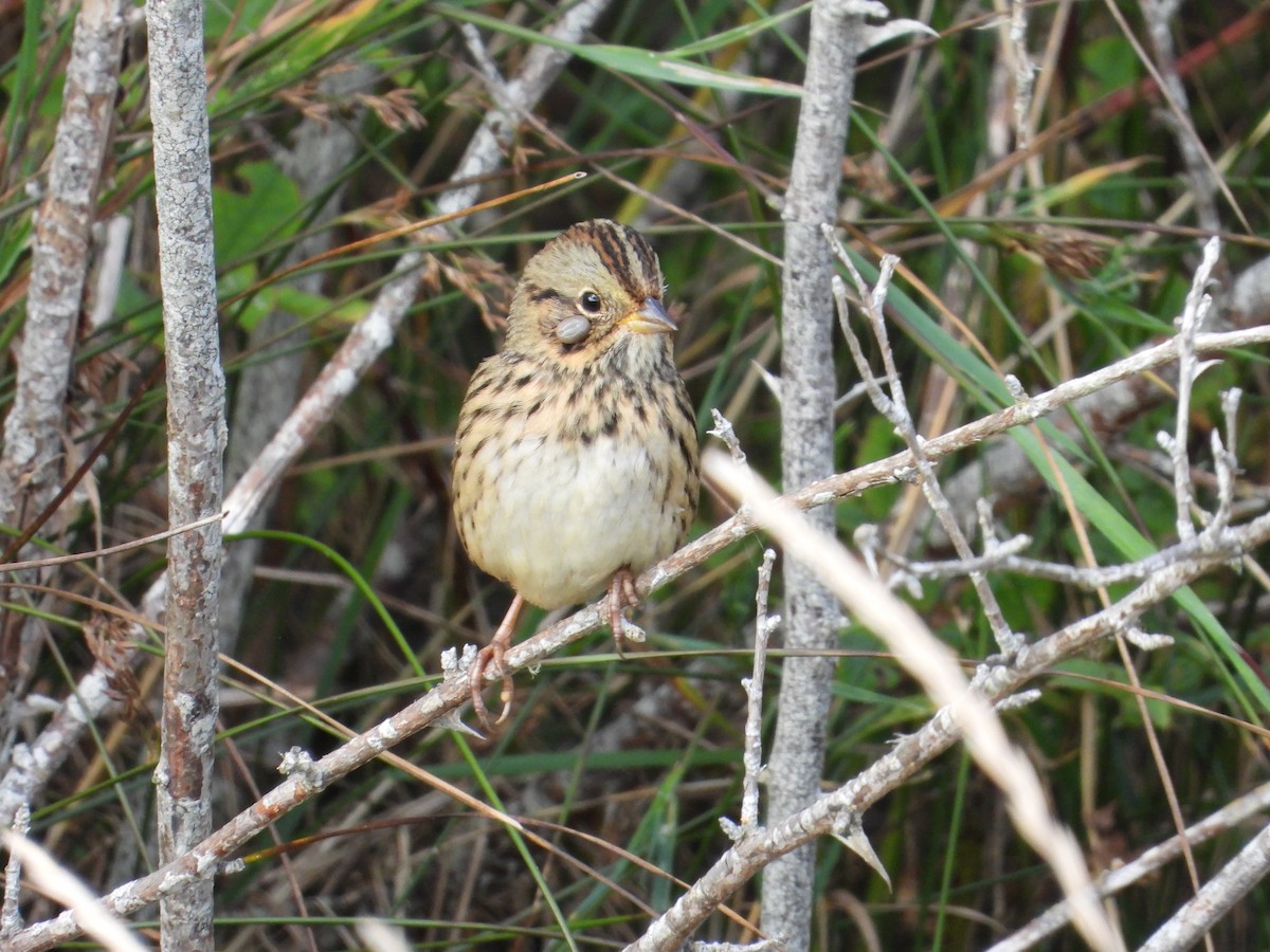 Lincoln's Sparrow - ML623965845