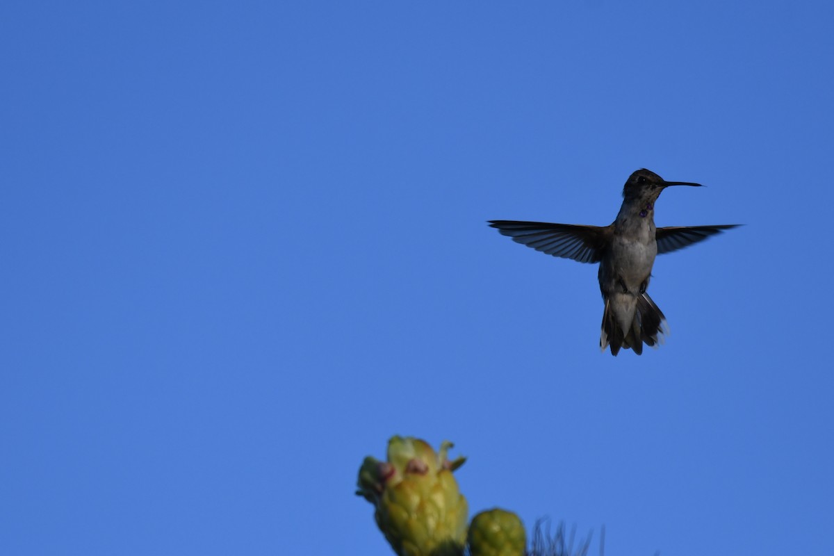 Costa's Hummingbird - ML623965847