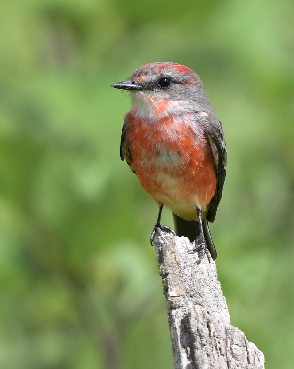 Vermilion Flycatcher - ML623965848