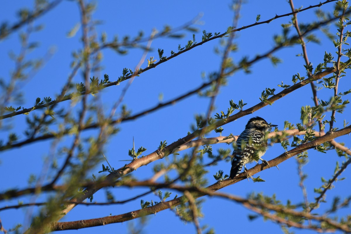 Ladder-backed Woodpecker - ML623965851