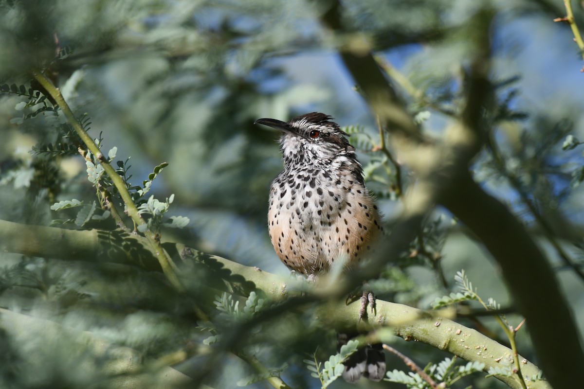 Cactus Wren - ML623965870