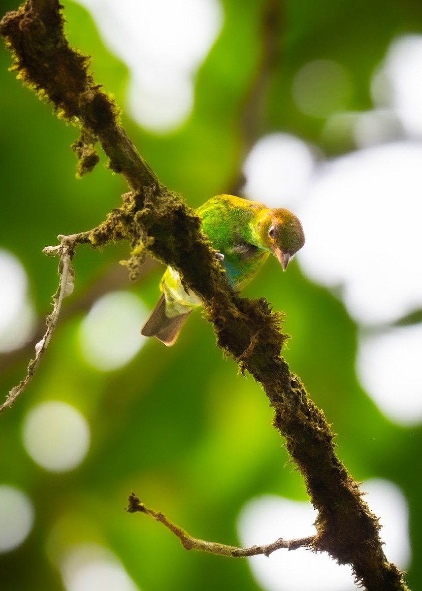 Rufous-winged Tanager - ML623965879