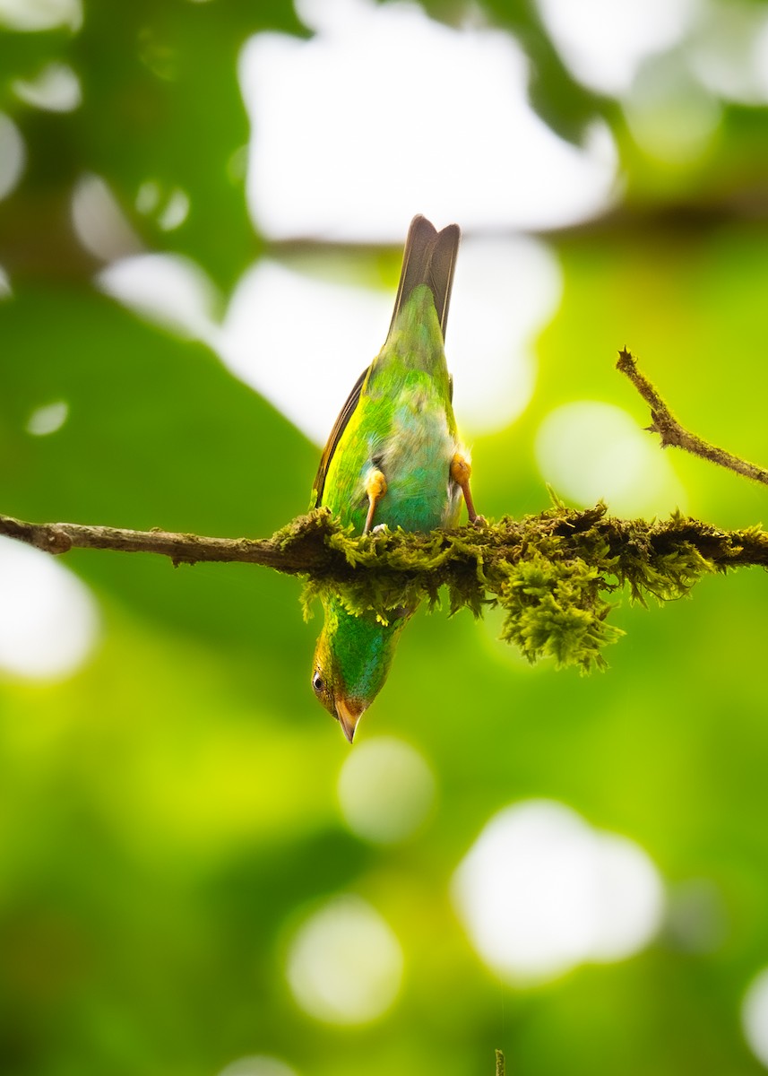 Rufous-winged Tanager - ML623965881