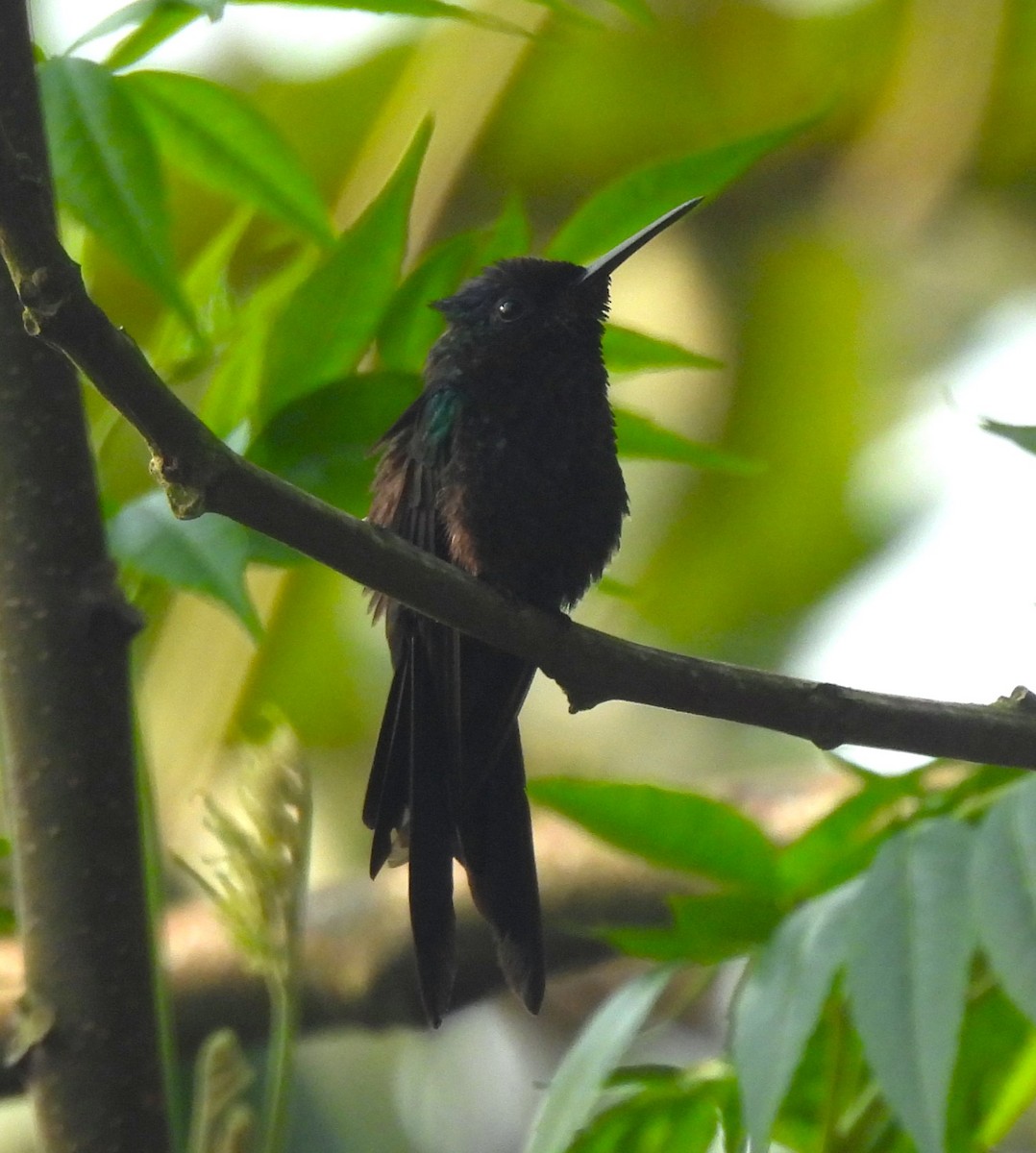 Violet-capped Woodnymph - ML623965882