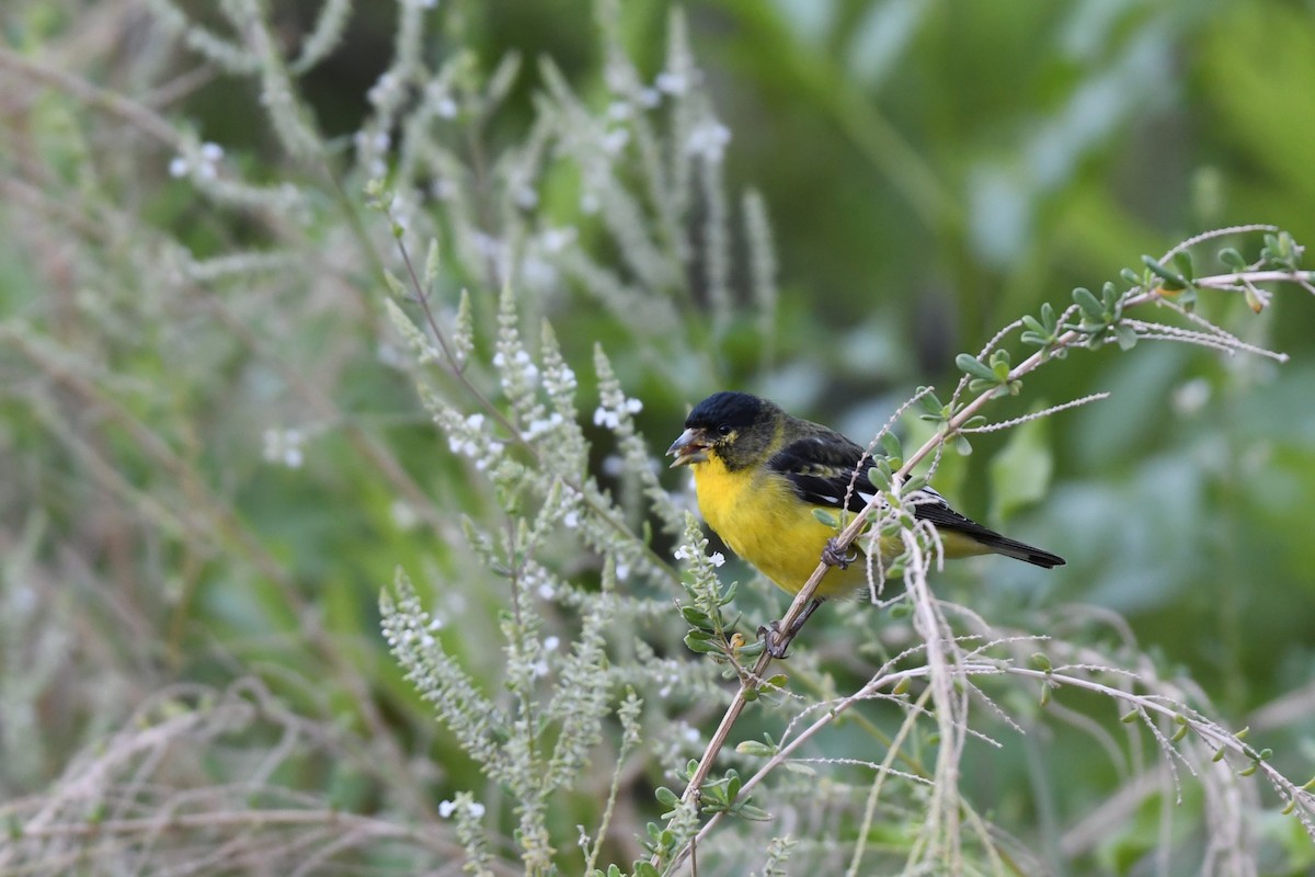 Lesser Goldfinch - ML623965892