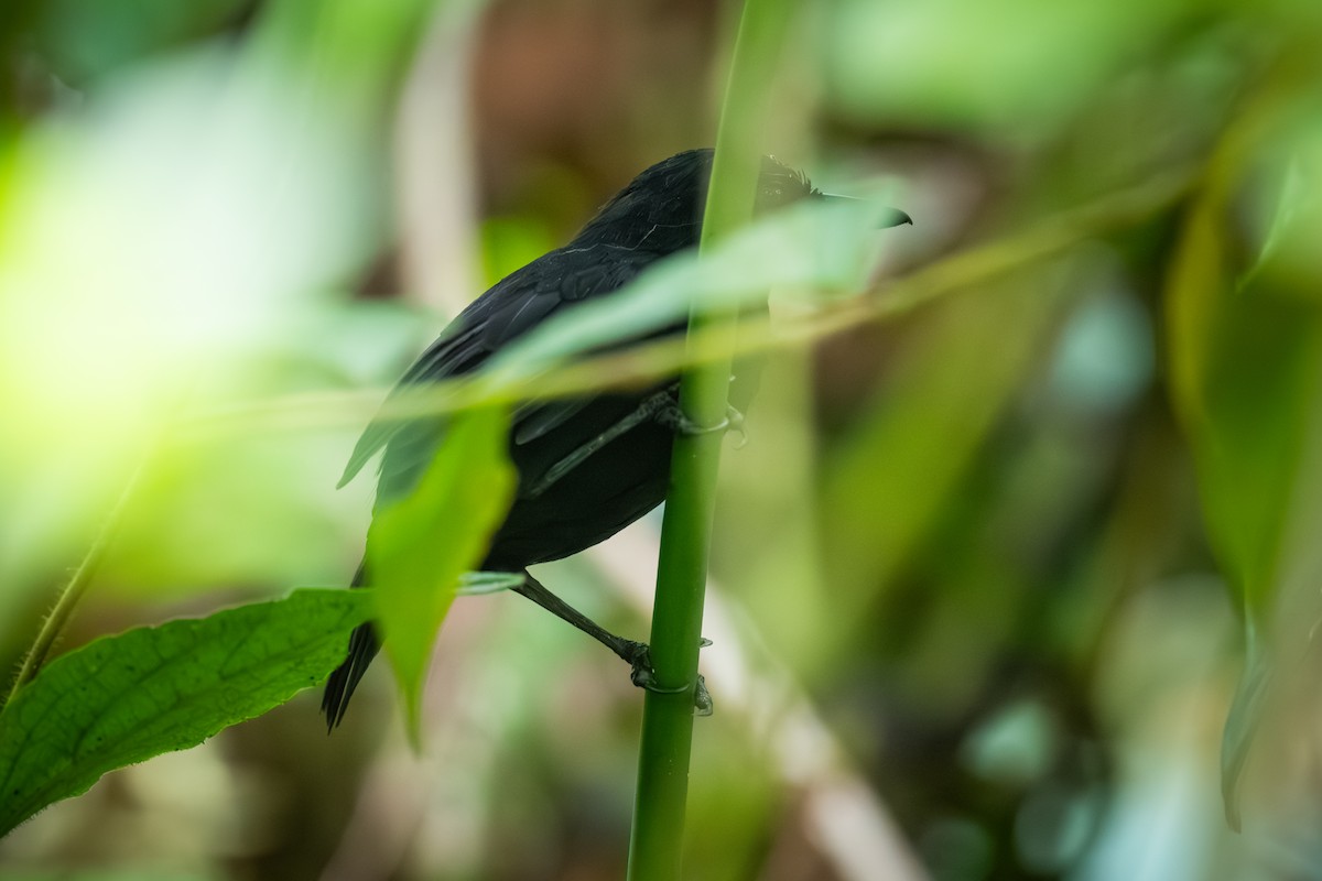 Stub-tailed Antbird - ML623965910