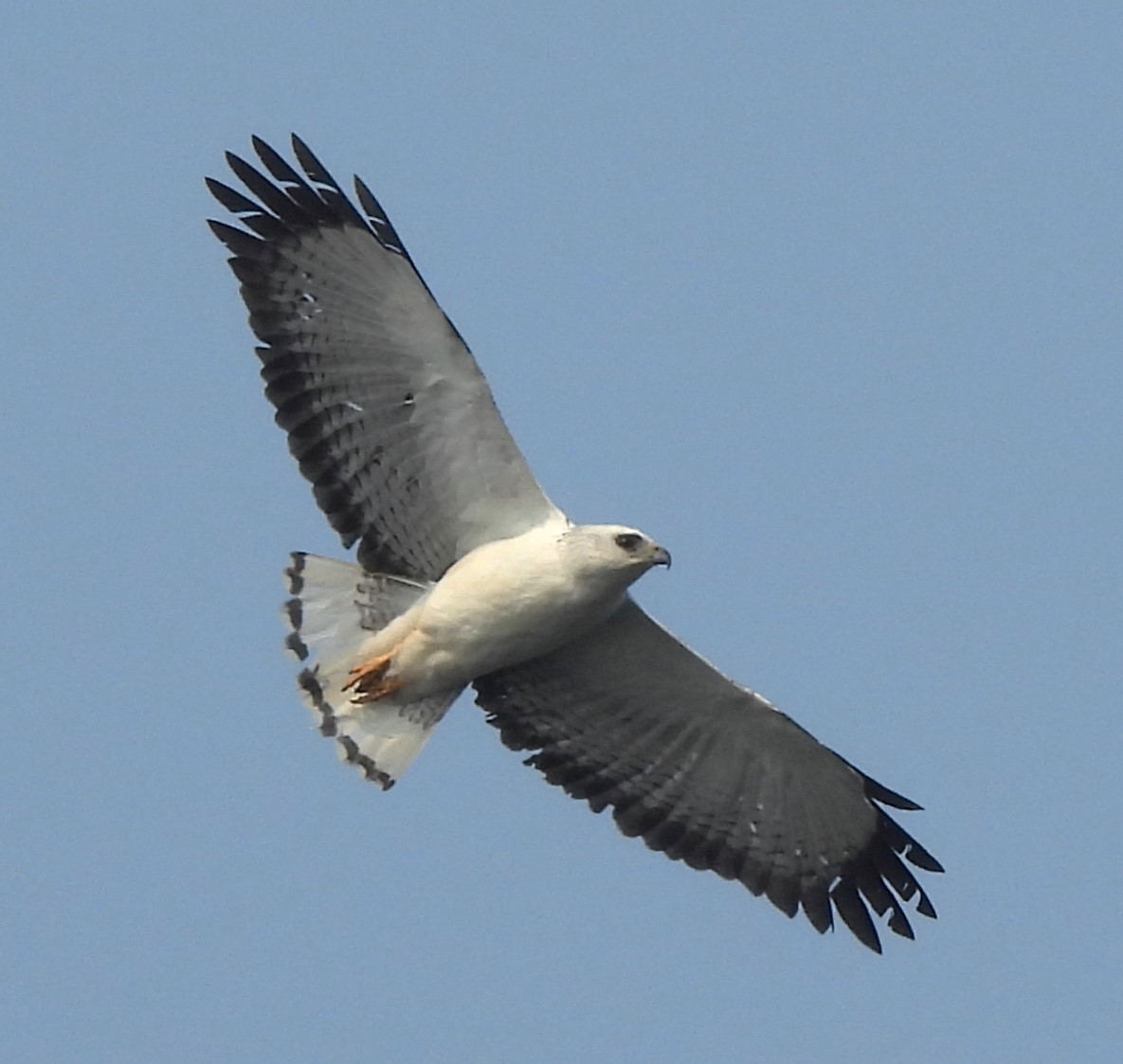 White-necked Hawk - Luiz Pedreira