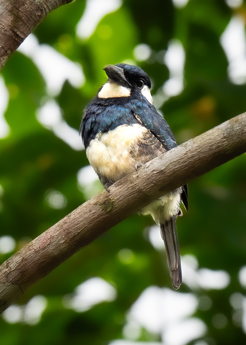 Black-breasted Puffbird - ML623965924