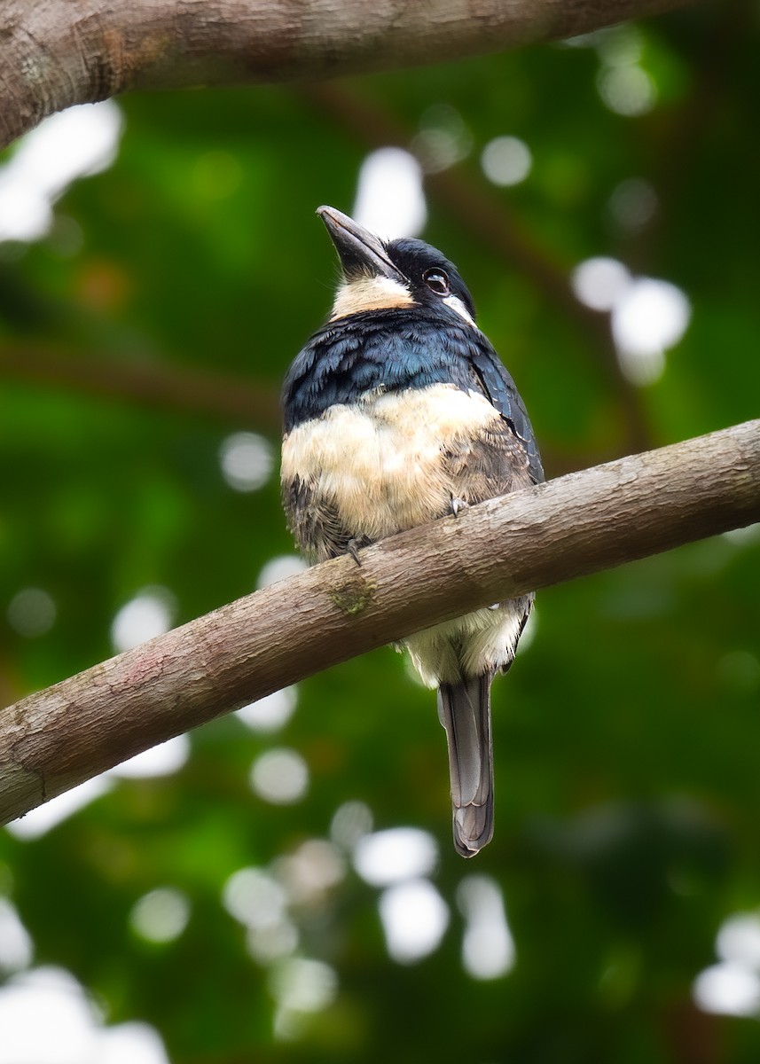 Black-breasted Puffbird - ML623965926