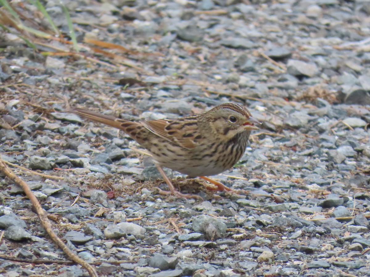 Lincoln's Sparrow - ML623965935