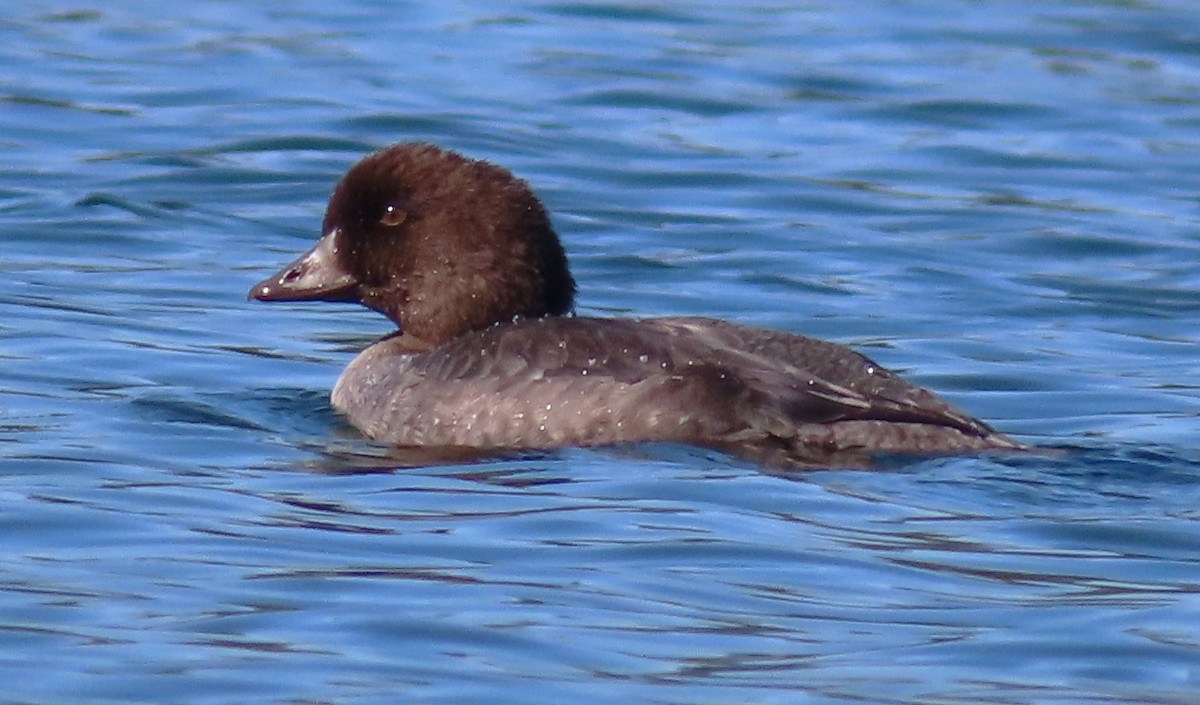 Barrow's Goldeneye - Claire Weiser