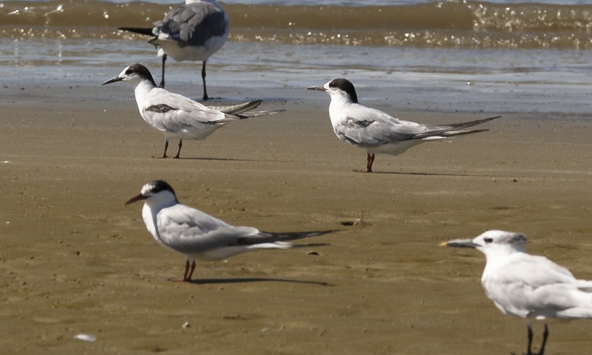 Common Tern - Eliot VanOtteren