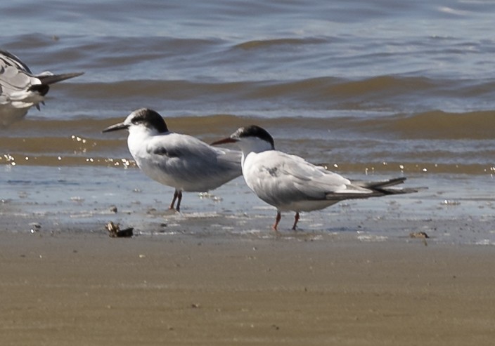 Common Tern - Eliot VanOtteren