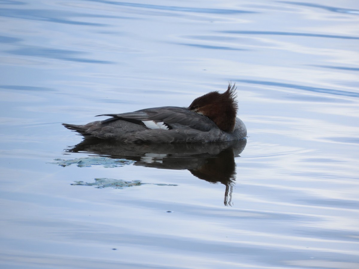 Common Merganser - Robert (Bob) Richards