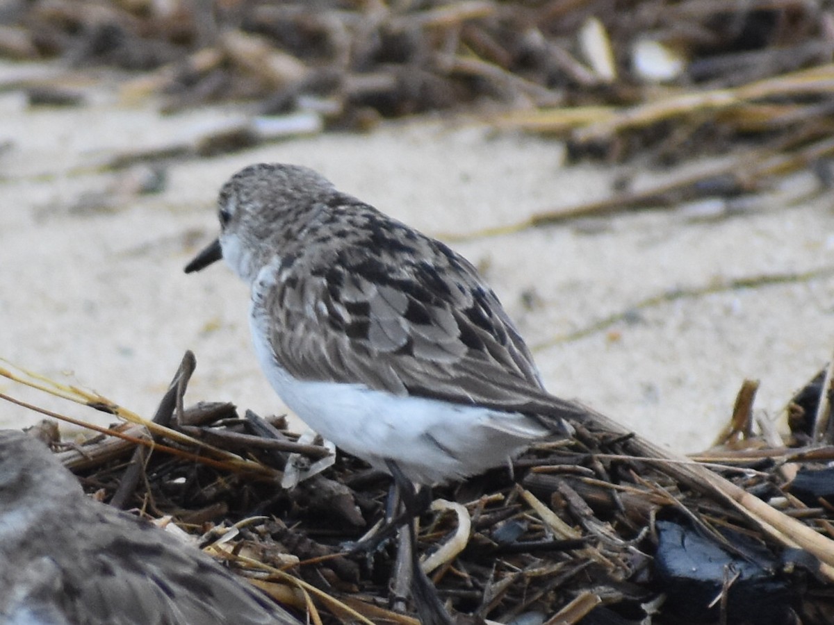 Semipalmated Sandpiper - ML623965957