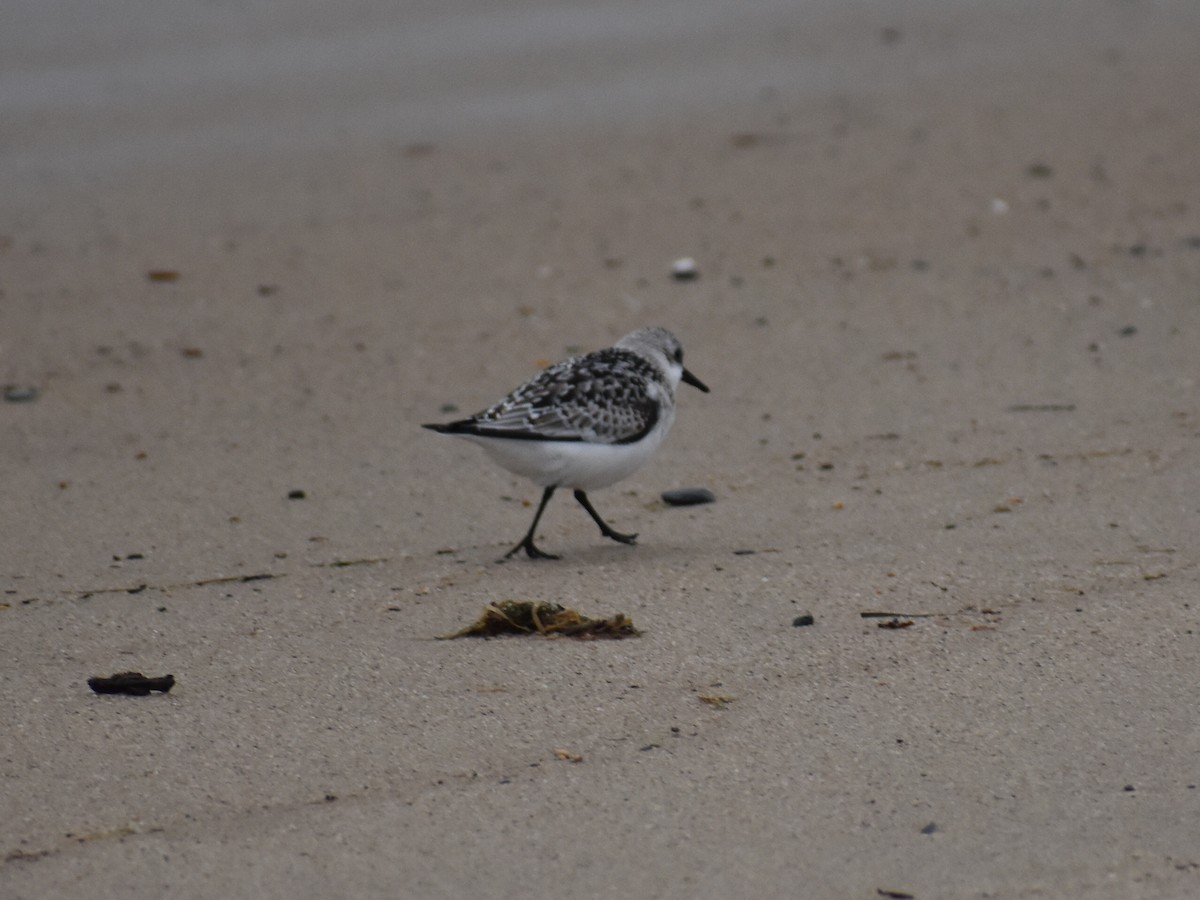 Sanderling - Tom Marvel