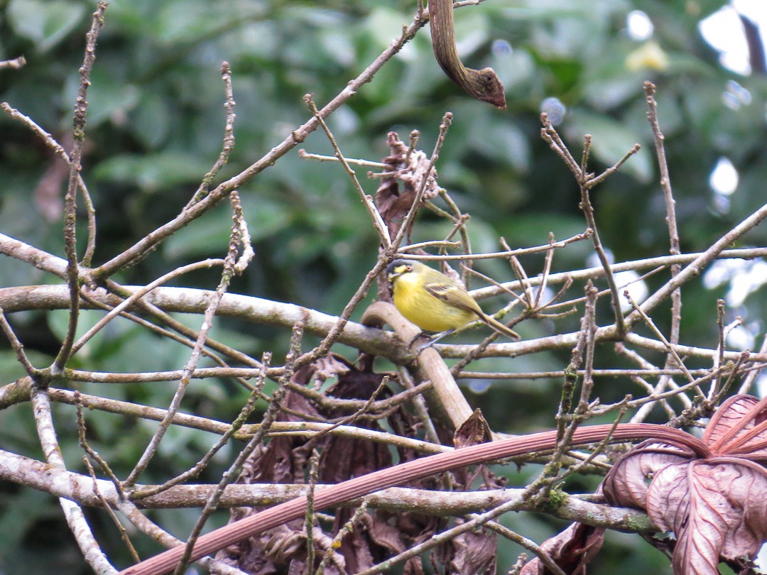 Gray-headed Tody-Flycatcher - ML623965975