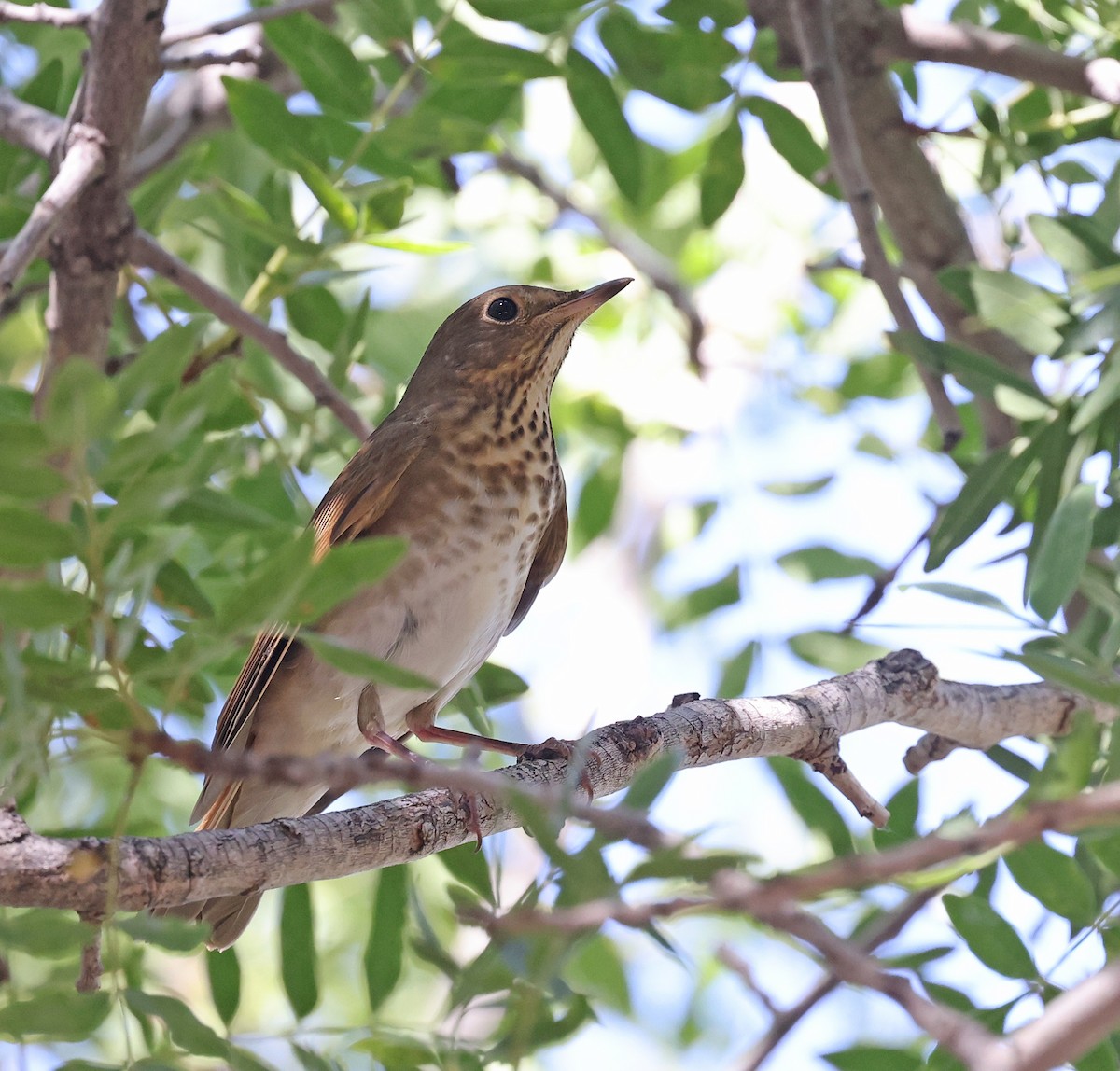 Hermit Thrush - ML623965976