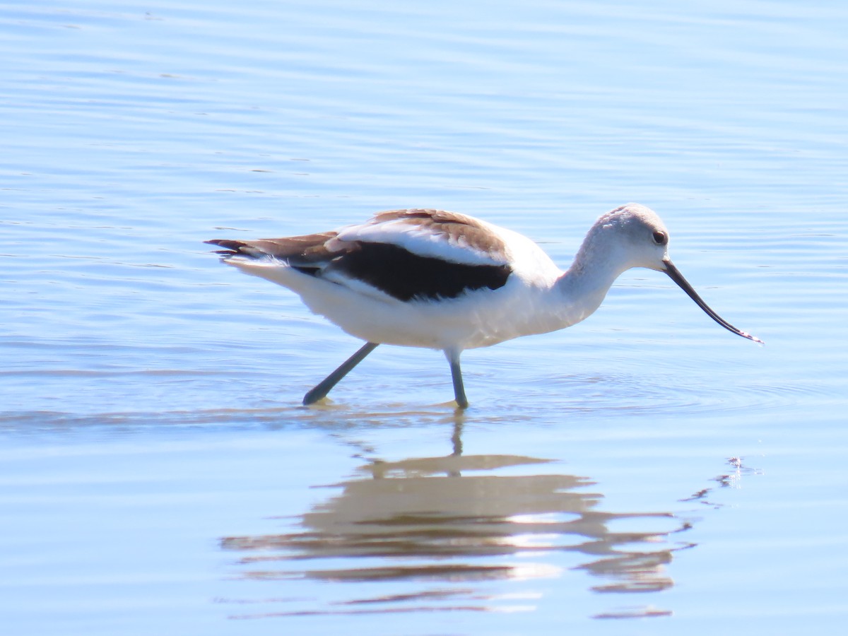 American Avocet - ML623965978