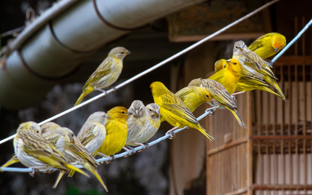 Saffron Finch - ML623965979