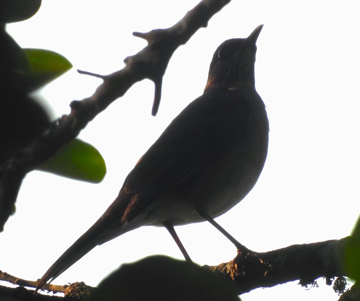 Pale-breasted Thrush - Luiz Pedreira