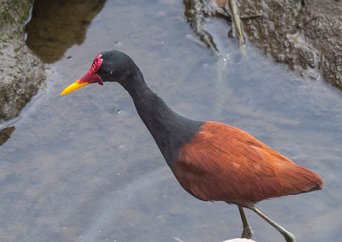 Wattled Jacana - ML623965983