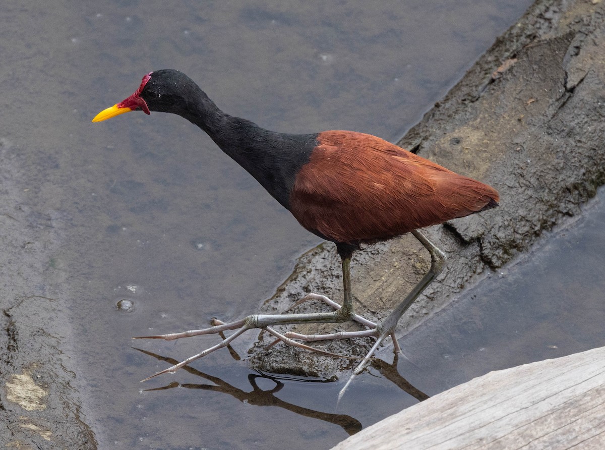 Wattled Jacana - ML623965984