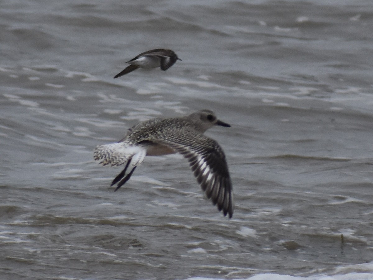 Black-bellied Plover - ML623965985