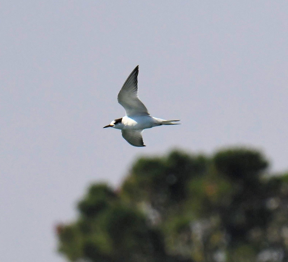 Common Tern - Scott Carey