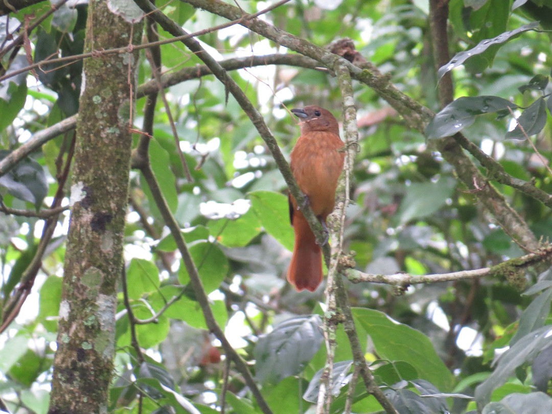 Ruby-crowned Tanager - ML623965993