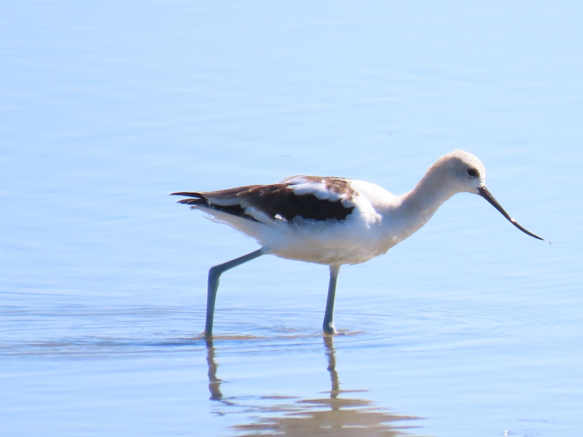 American Avocet - ML623965994