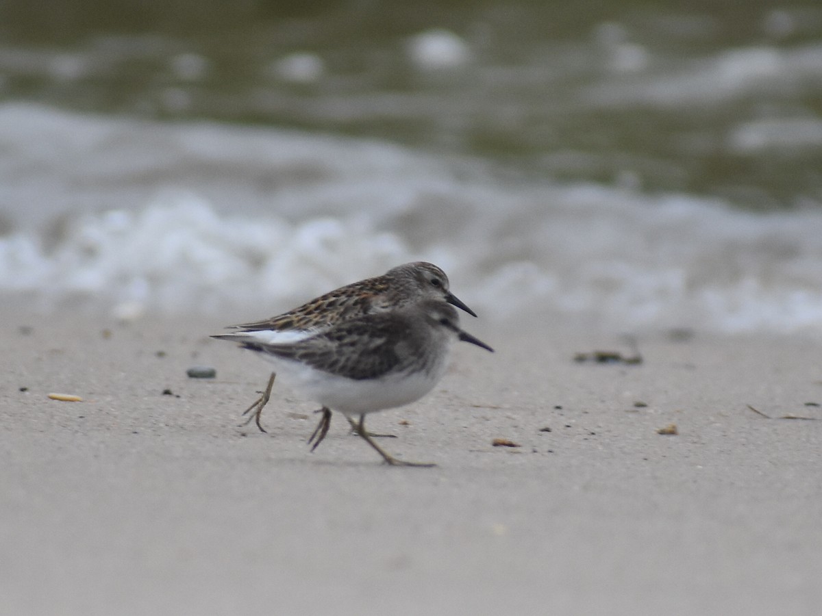 Least Sandpiper - ML623966000