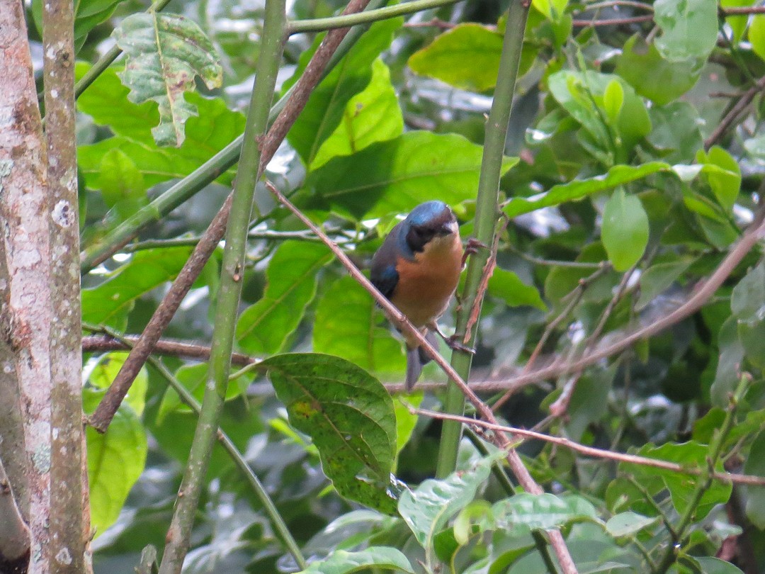 Fawn-breasted Tanager - ML623966002