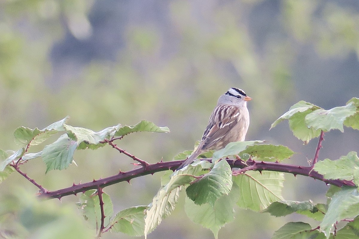 White-crowned Sparrow - ML623966003