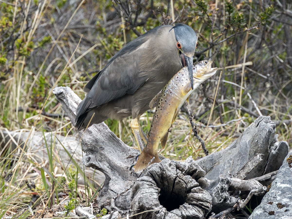 Black-crowned Night Heron (Dusky) - Peter Kondrashov