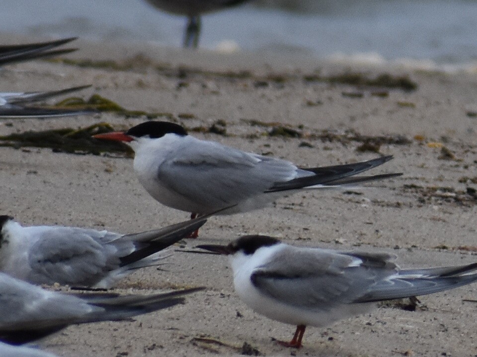 Common Tern - ML623966007