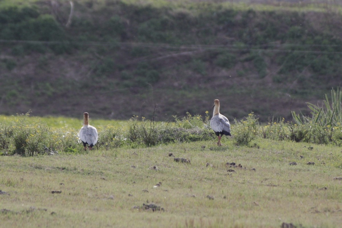 Black-faced Ibis - Gabriel Carbajales