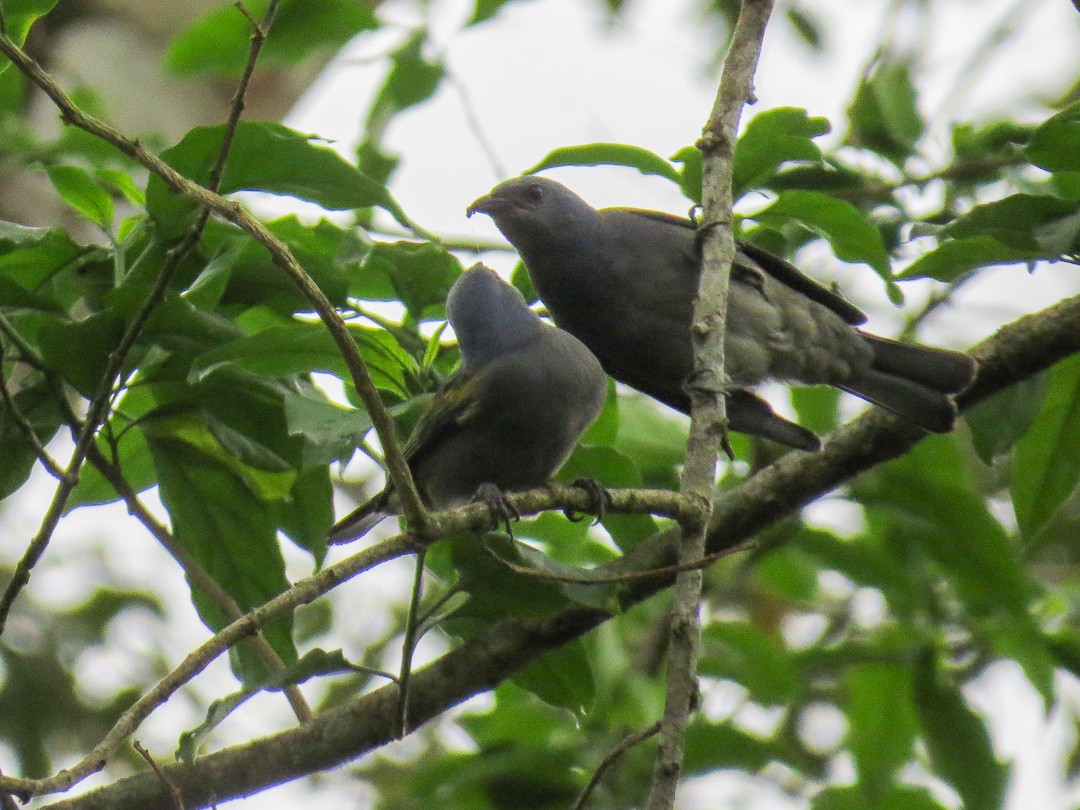 Golden-chevroned Tanager - ML623966024